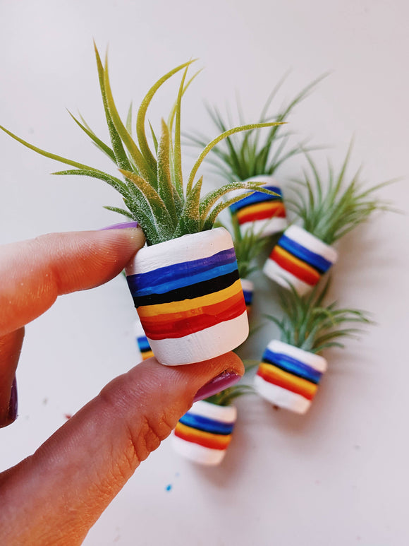 O'Berry's Succulents - 80"s Rainbow Mini Planter