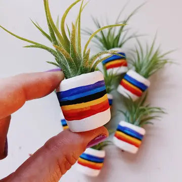 O'Berry's Succulents Air Plant Planters