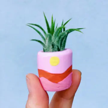 O'Berry's Succulents Air Plant Planters