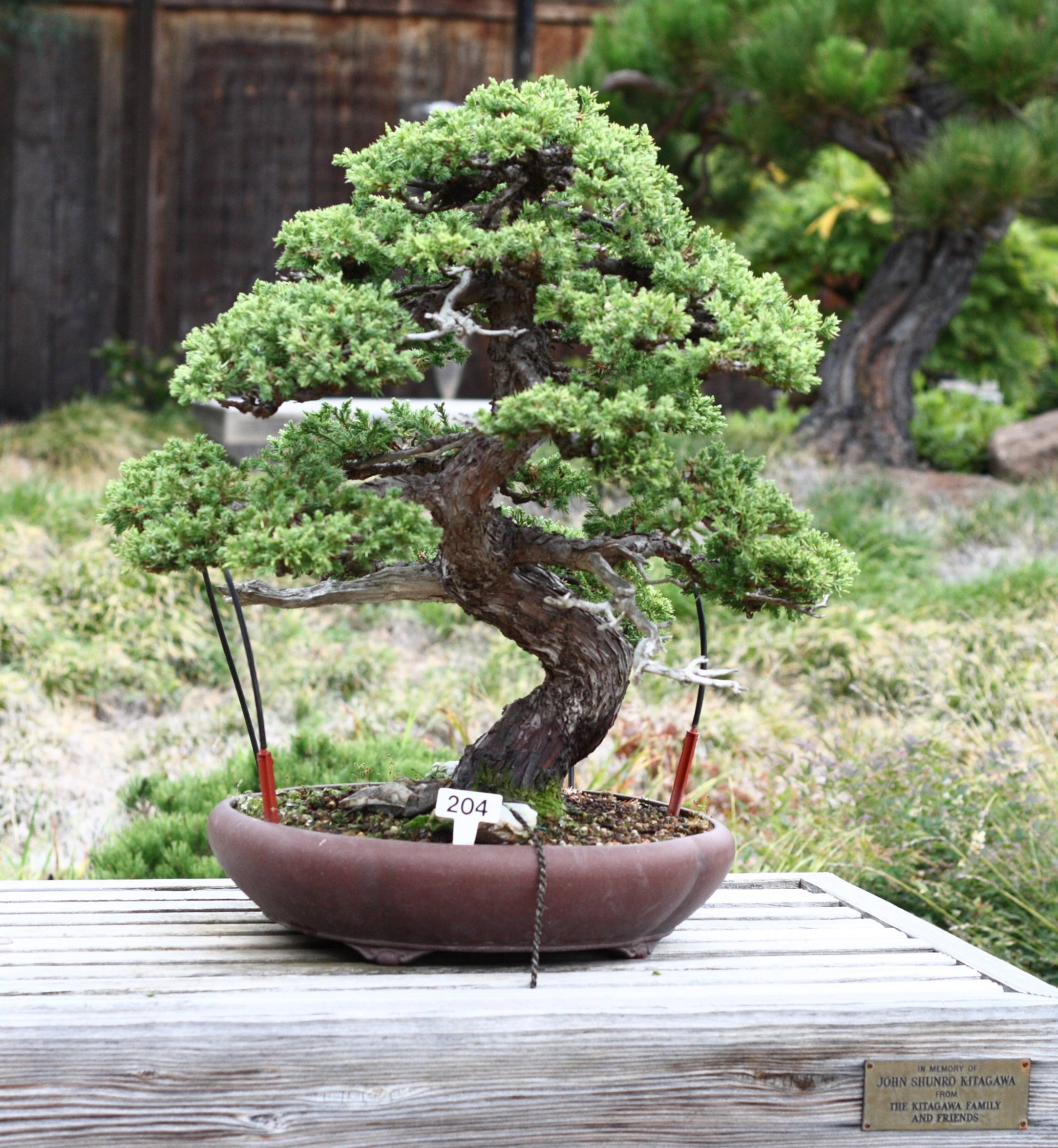 Caring for a new bonsai after purchase
