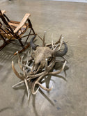 Bison Skull Coffee Table