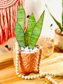 Samara Designs Studio - Stained Glass Snake Plant