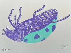 Strangford - Bugger - 0