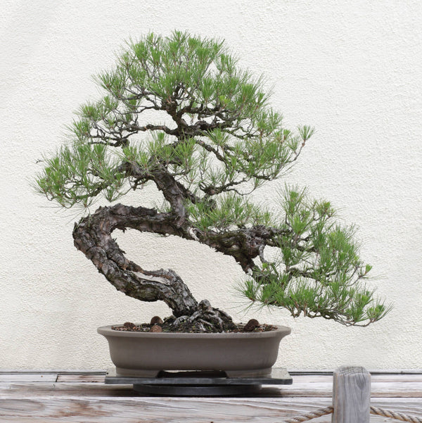 The Jonsteen Company - Bonsai Tree | Seed Grow Kit: Chinese Juniper