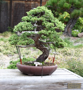 The Jonsteen Company - Bonsai Tree | Seed Grow Kit: Chinese Juniper