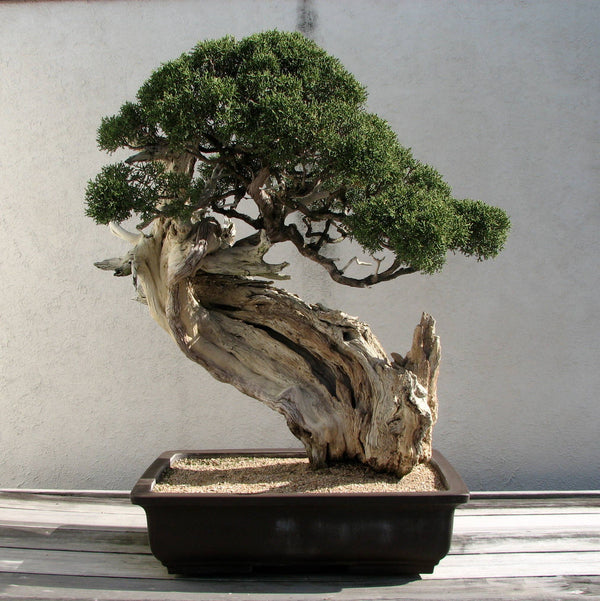 The Jonsteen Company - Bonsai Tree | Seed Grow Kit: Chinese Juniper