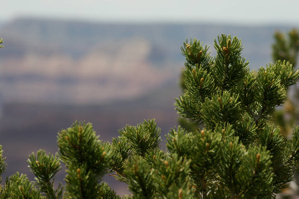 The Jonsteen Company - Piñon Pine | Seed Grow Kit