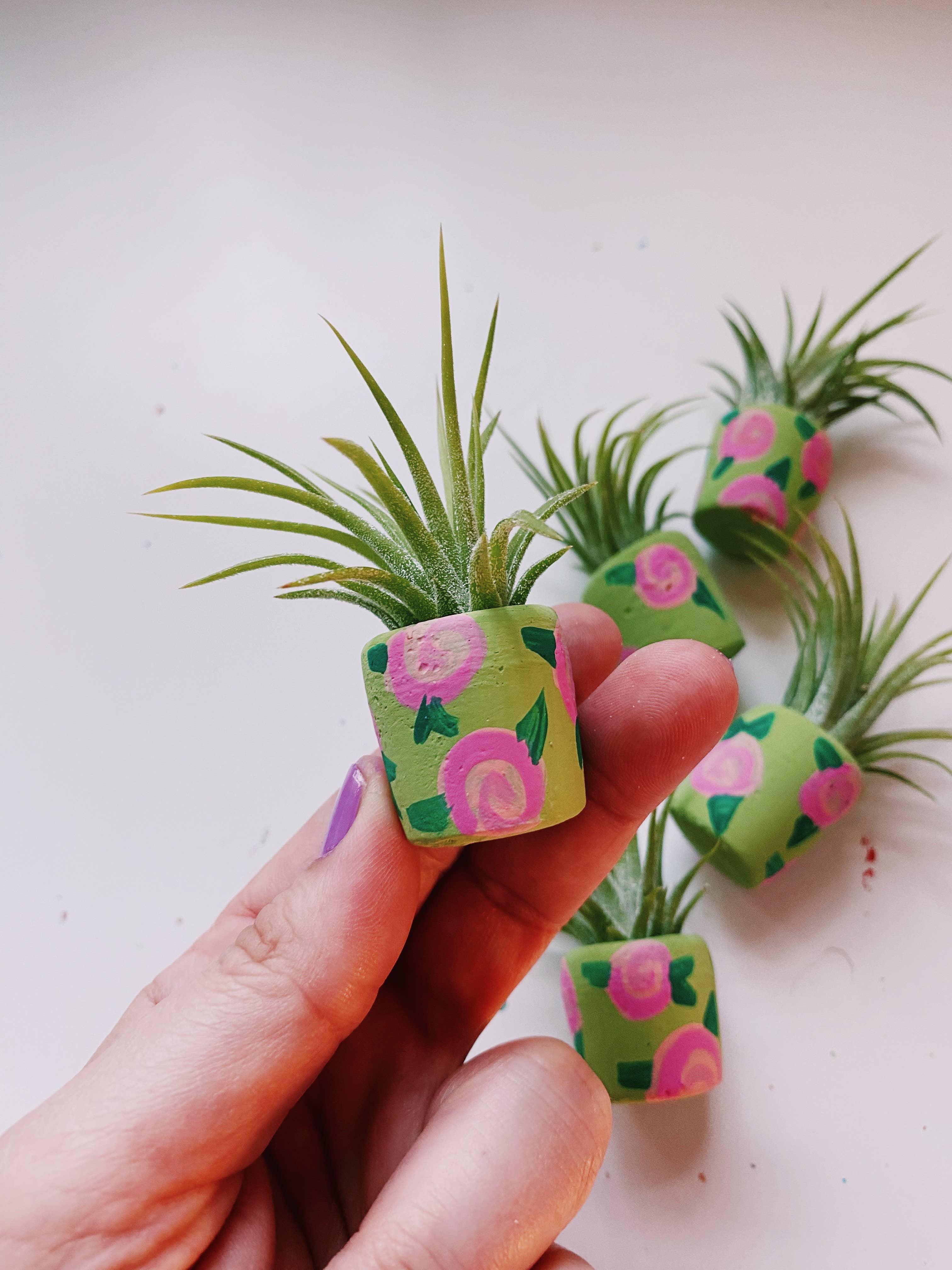 O'Berry's Succulents - The Sage Rosey Pot - 0