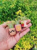 O'Berry's Succulents - Berry Cute Mini Plant Pot with Plant-3