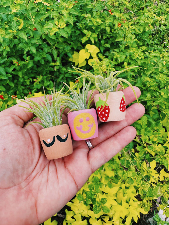 O'Berry's Succulents - Berry Cute Mini Plant Pot with Plant