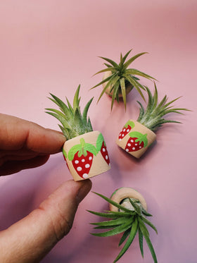 O'Berry's Succulents - Berry Cute Mini Plant Pot with Plant