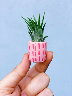 O'Berry's Succulents - The Minimal Mini Planter