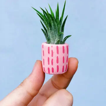 O'Berry's Succulents Air Plant Planters