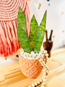 Samara Designs Studio - Stained Glass Snake Plant-1