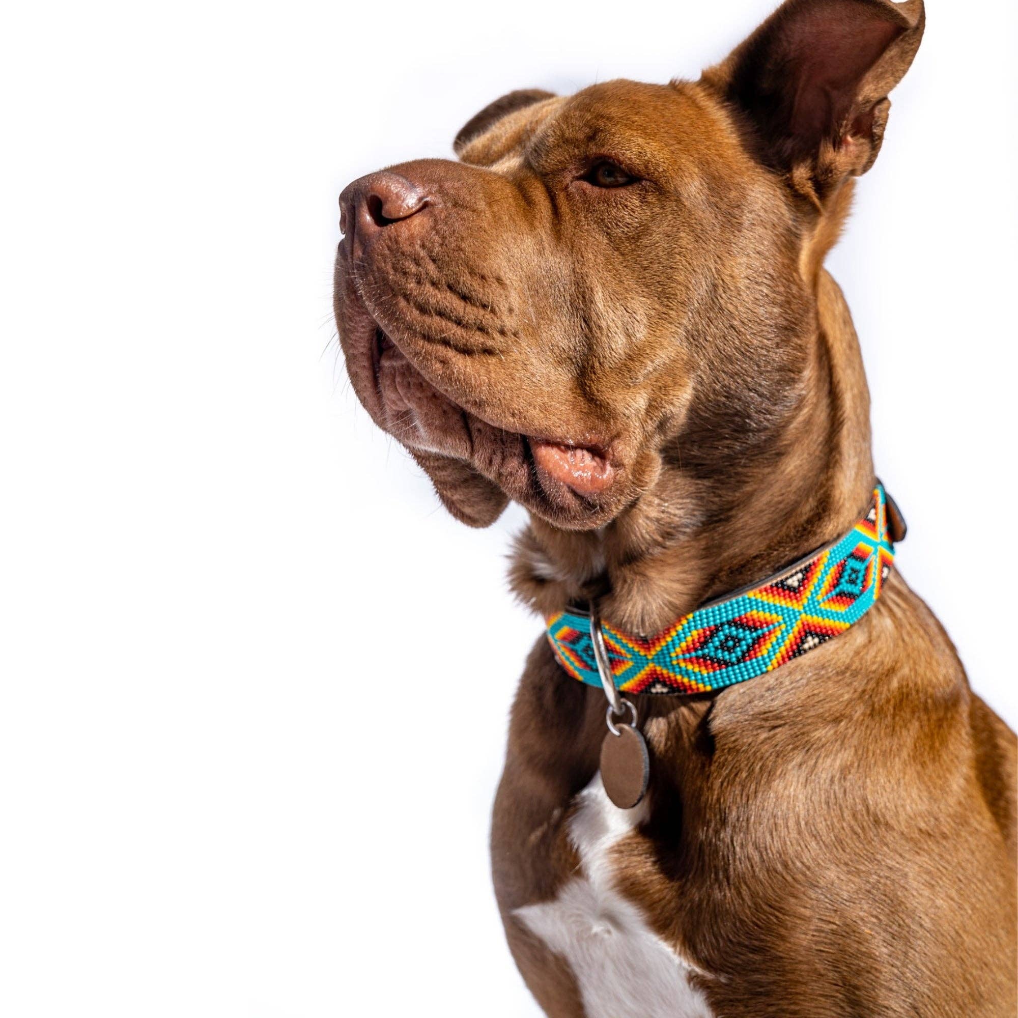 Sambboho - Bahamas Sambboho Dog Collar (with Center D-ring): 12-14"
