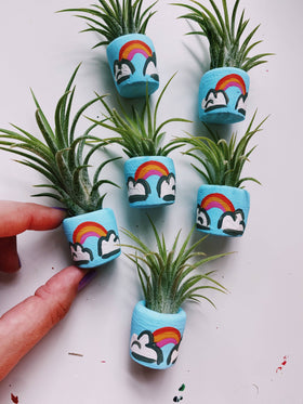 O'Berry's Succulents - Magic Rainbow Mini Planter Air Plant - 0