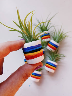 O'Berry's Succulents - 80"s Rainbow Mini Planter