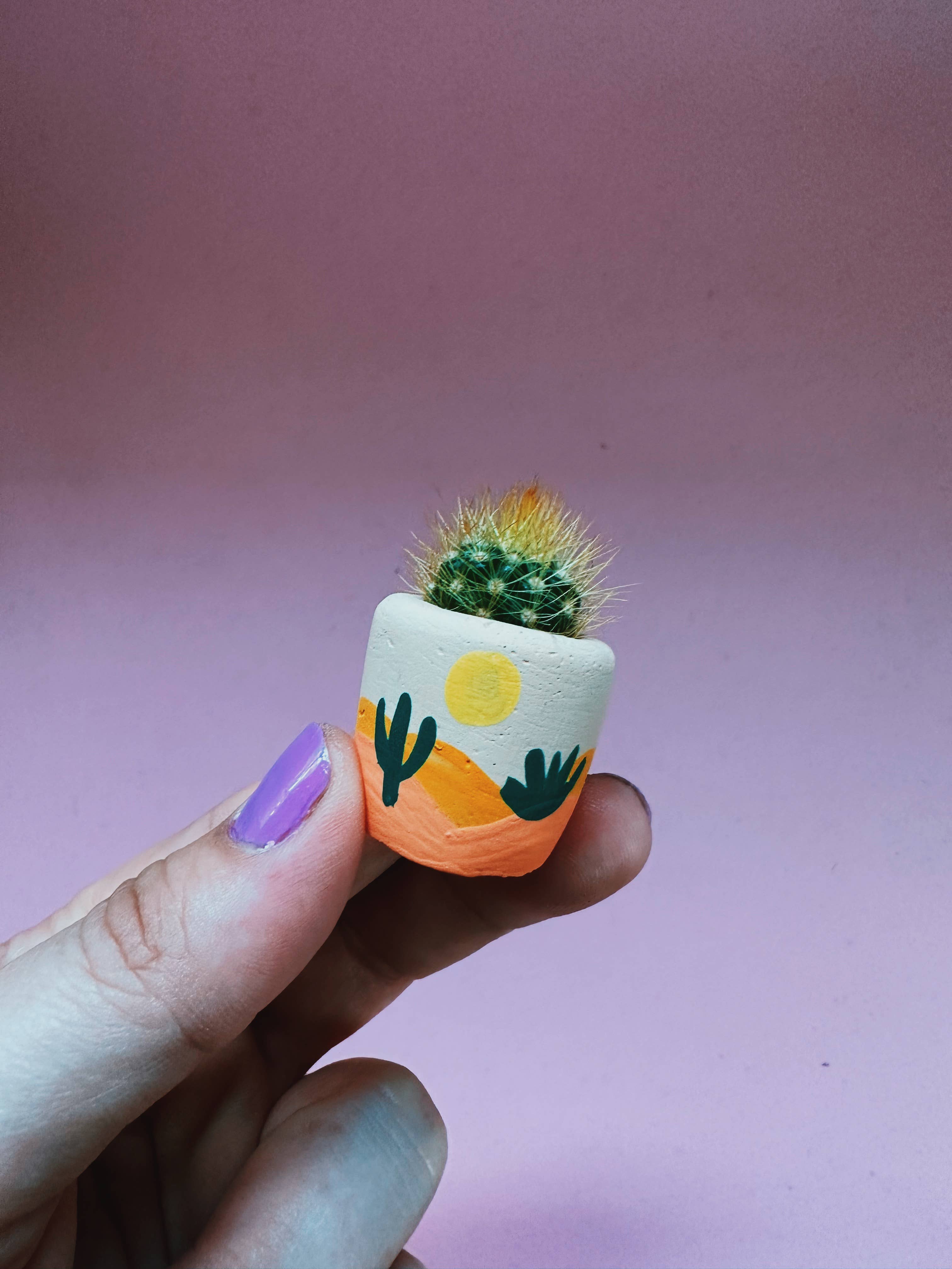 O'Berry's Succulents - Desert Pot - 0