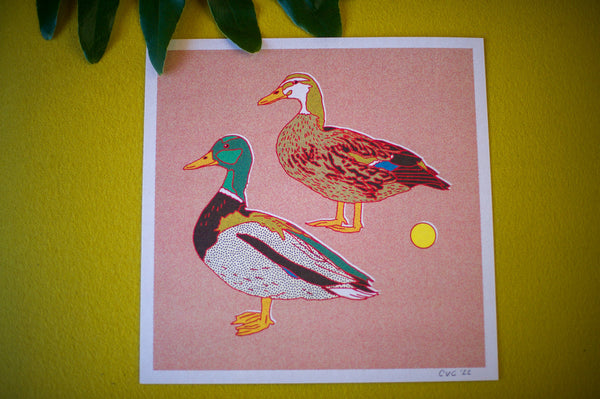 Caroline Clark - Mallard Ducks 12x12 Print