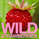 Eat Gold Organics - BIG ORGASM, a Potent, Functional & Delicious Chocolate Bar-11