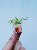 O'Berry's Succulents - Berry Cute Mini Plant Pot with Plant-2
