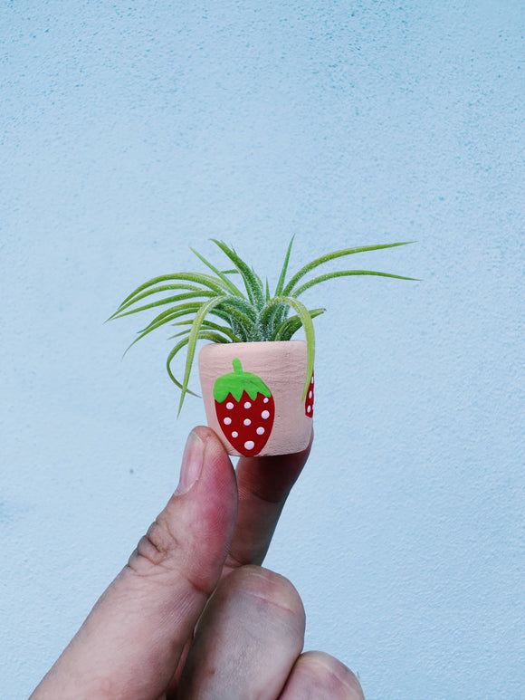 O'Berry's Succulents - Berry Cute Mini Plant Pot with Plant