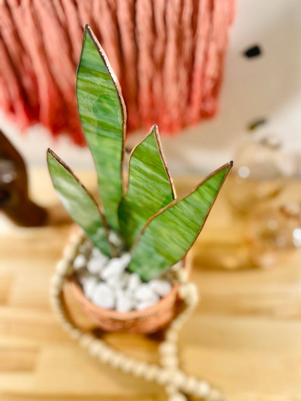 Samara Designs Studio - Stained Glass Snake Plant