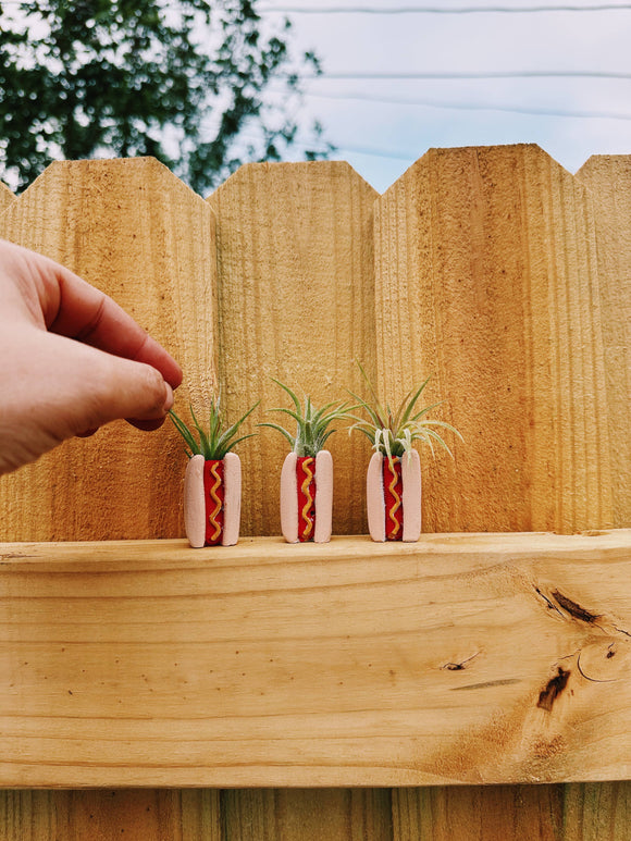 O'Berry's Succulents - Hotdog Mini Planter and Plant