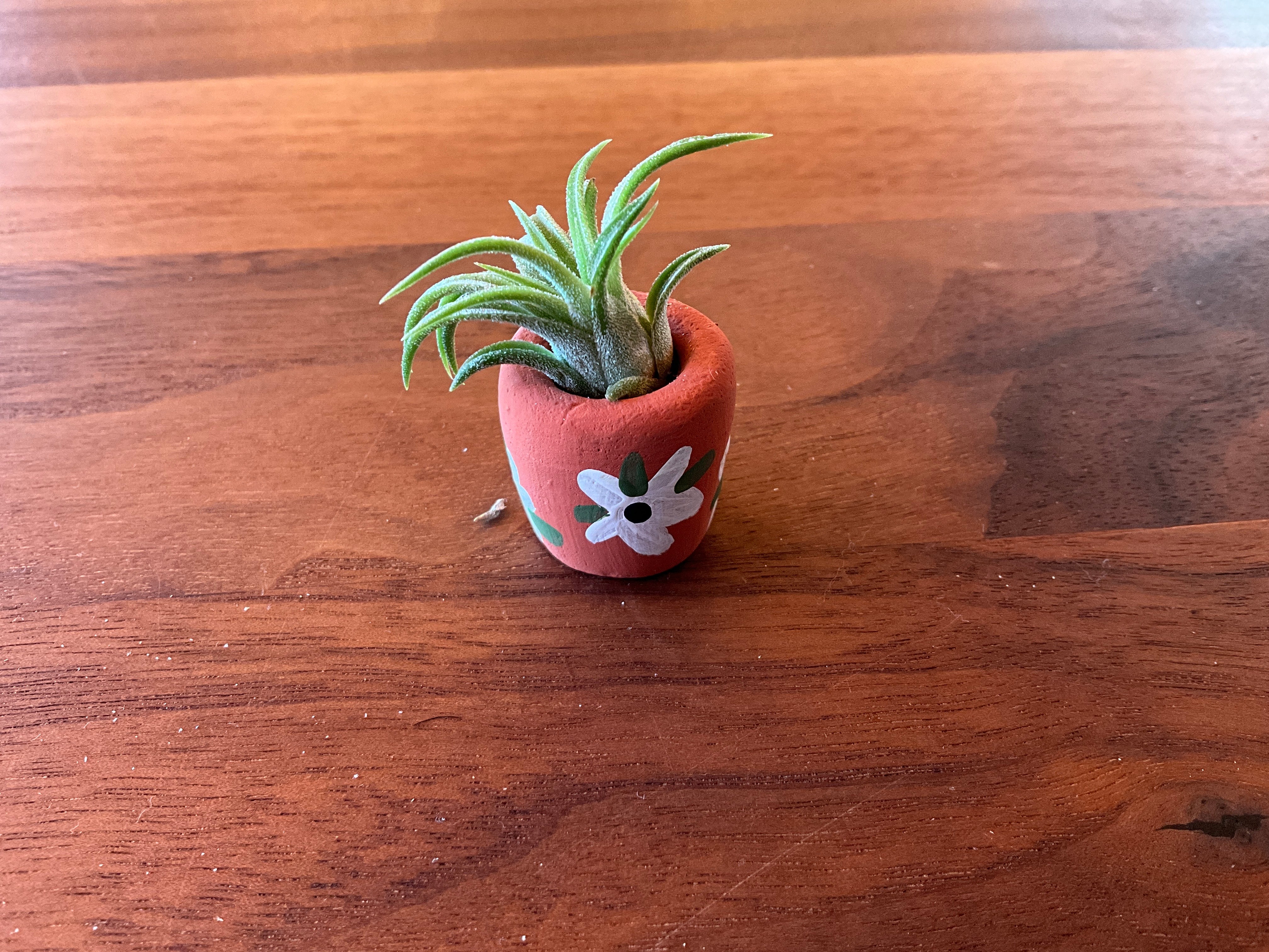 air plants or succulents O'Berry's Succulents Air Plant Planters