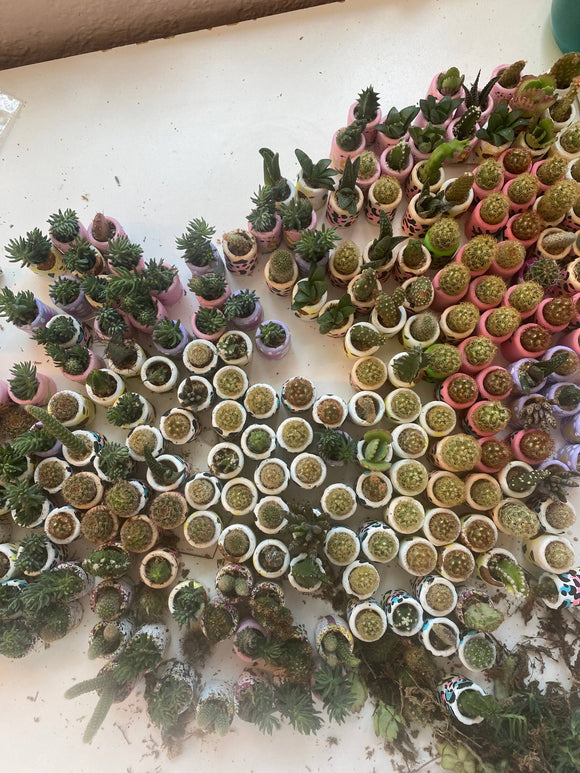 O'Berry's Succulents - The Minimal Mini Planter