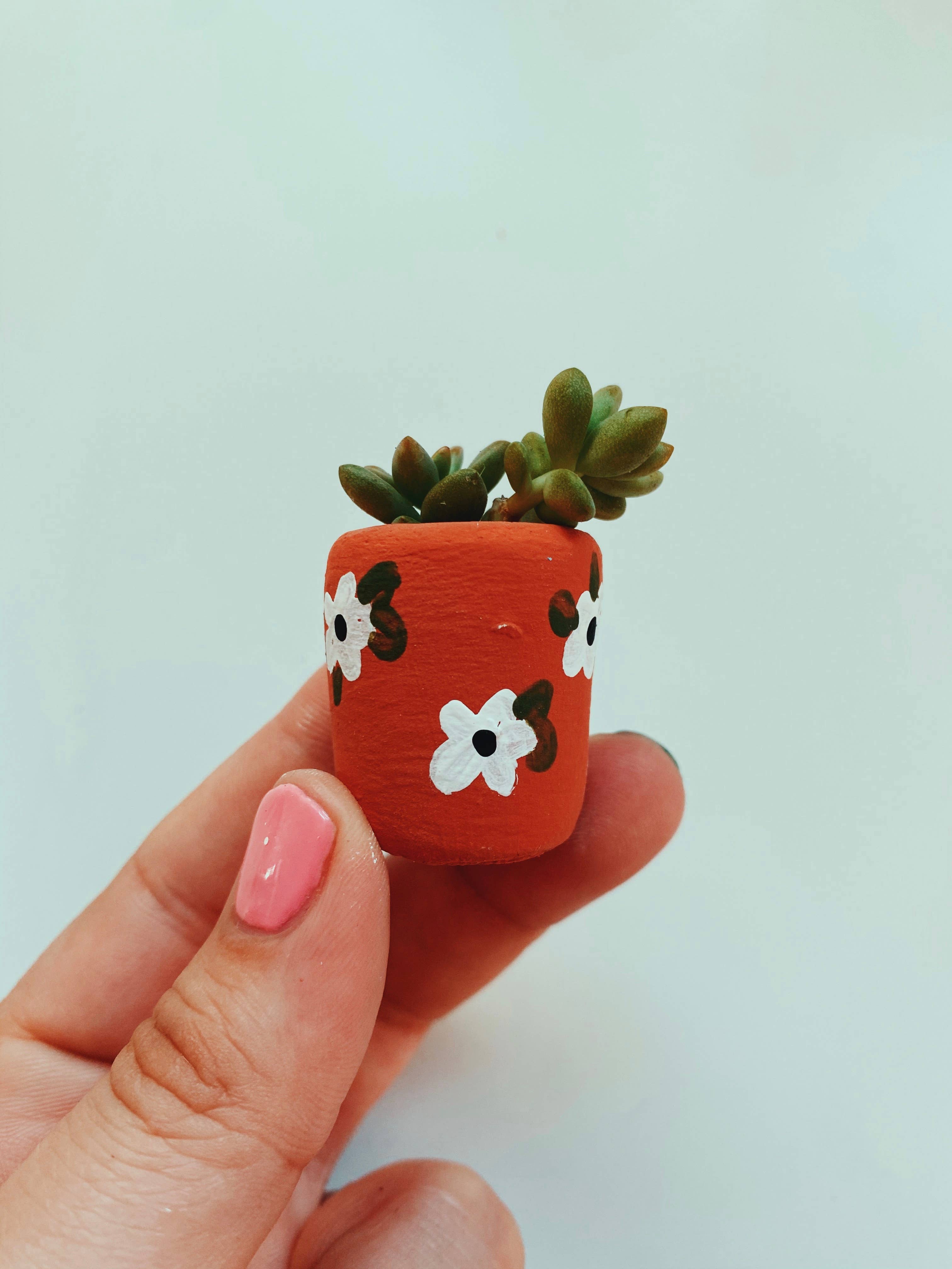 O'Berry's Succulents - Anemone Baby Planter - 0