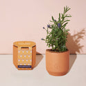 Modern Sprout - Tiny Terracotta Grow Kits