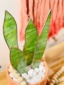 Samara Designs Studio - Stained Glass Snake Plant-7