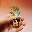 O'Berry's Succulents Air Plant Planters-6