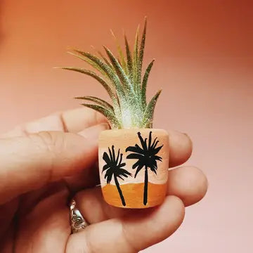O'Berry's Succulents Air Plant Planters