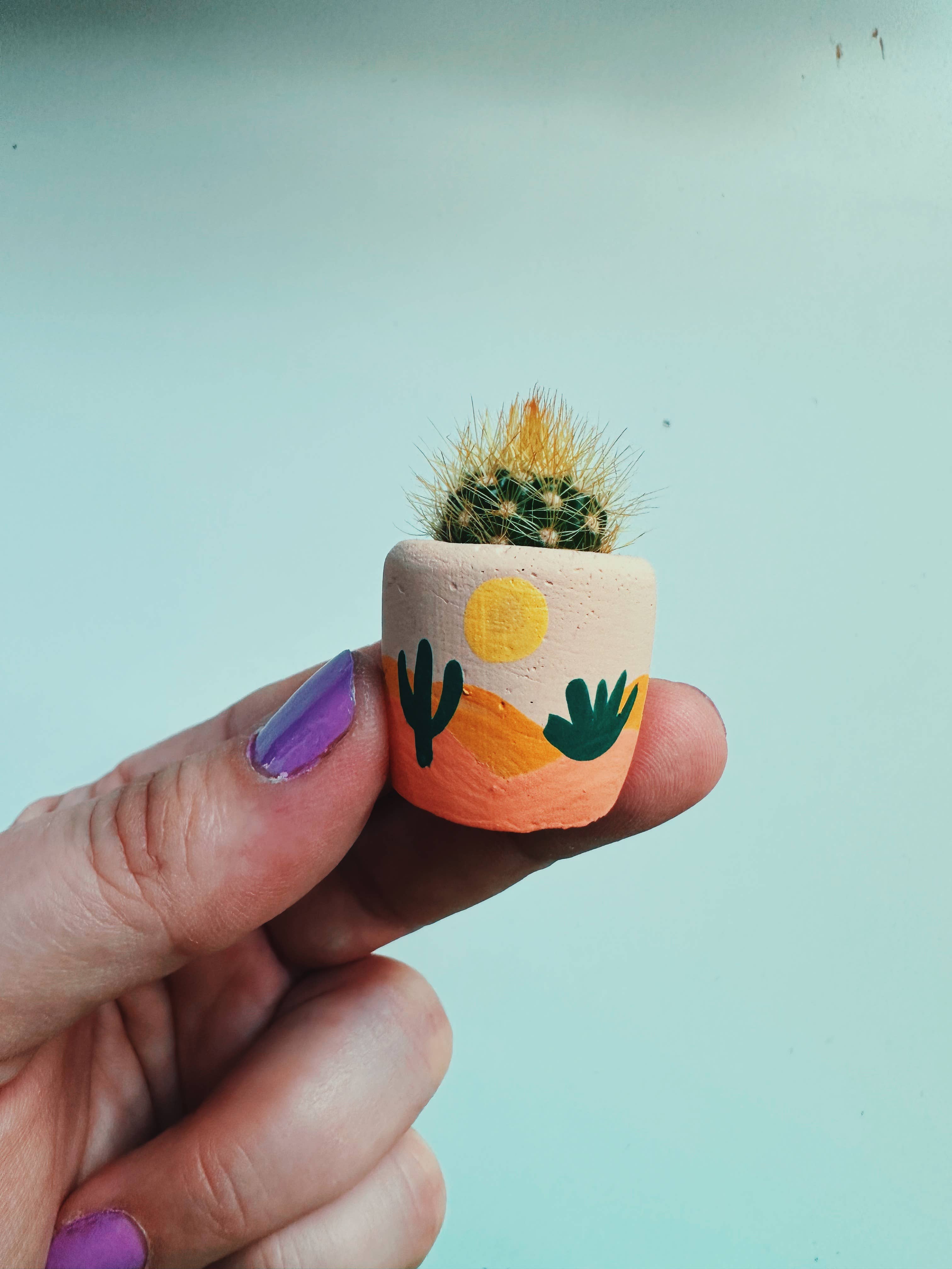 O'Berry's Succulents - Desert Snow - Thumbnail 3