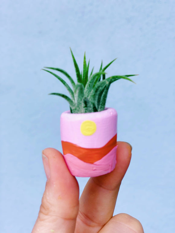 O'Berry's Succulents - Terrain Baby Planter