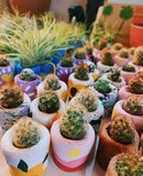 O'Berry's Succulents - Anemone Baby Planter-4
