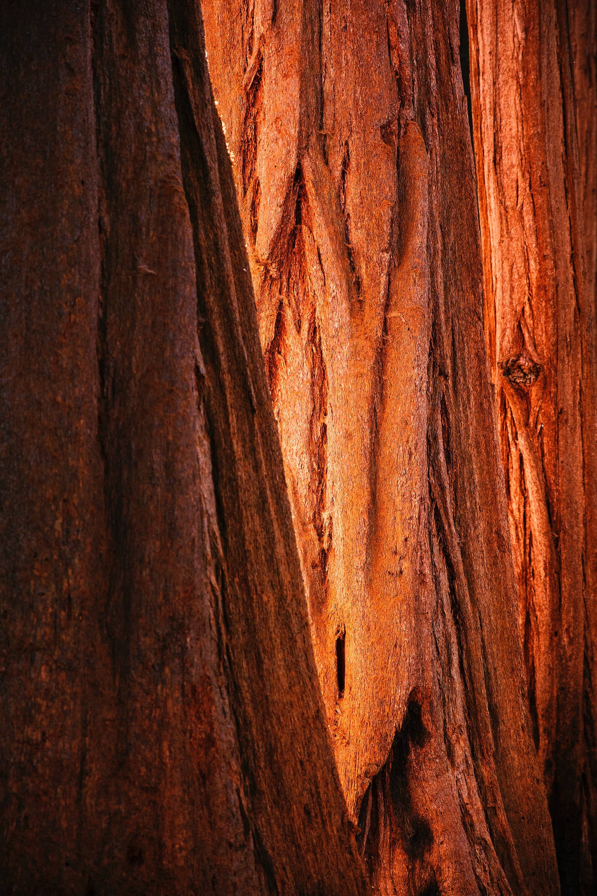The Jonsteen Company - Giant Sequoia | Seed Grow Kit
