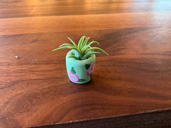 O'Berry's Succulents Air Plant Planters