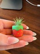 O'Berry's Succulents Air Plant Planters-15