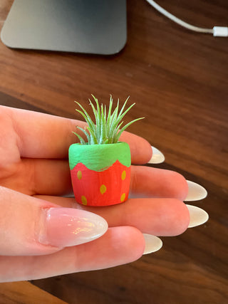 Buy strawberry Mini Air Plant Planters