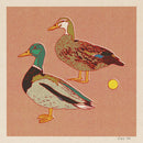 Caroline Clark - Mallard Ducks 12x12 Print-2