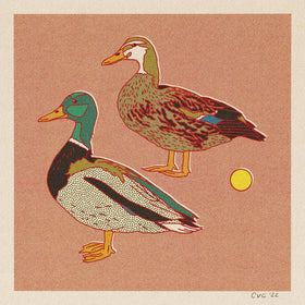 Caroline Clark - Mallard Ducks 12x12 Print - 0