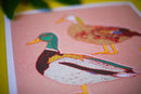Caroline Clark - Mallard Ducks 12x12 Print-3