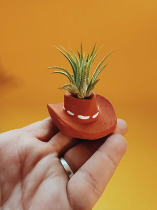 Buy cowboy-hat Mini Air Plant Planters