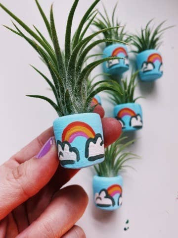 O'Berry's Succulents Air Plant Planters