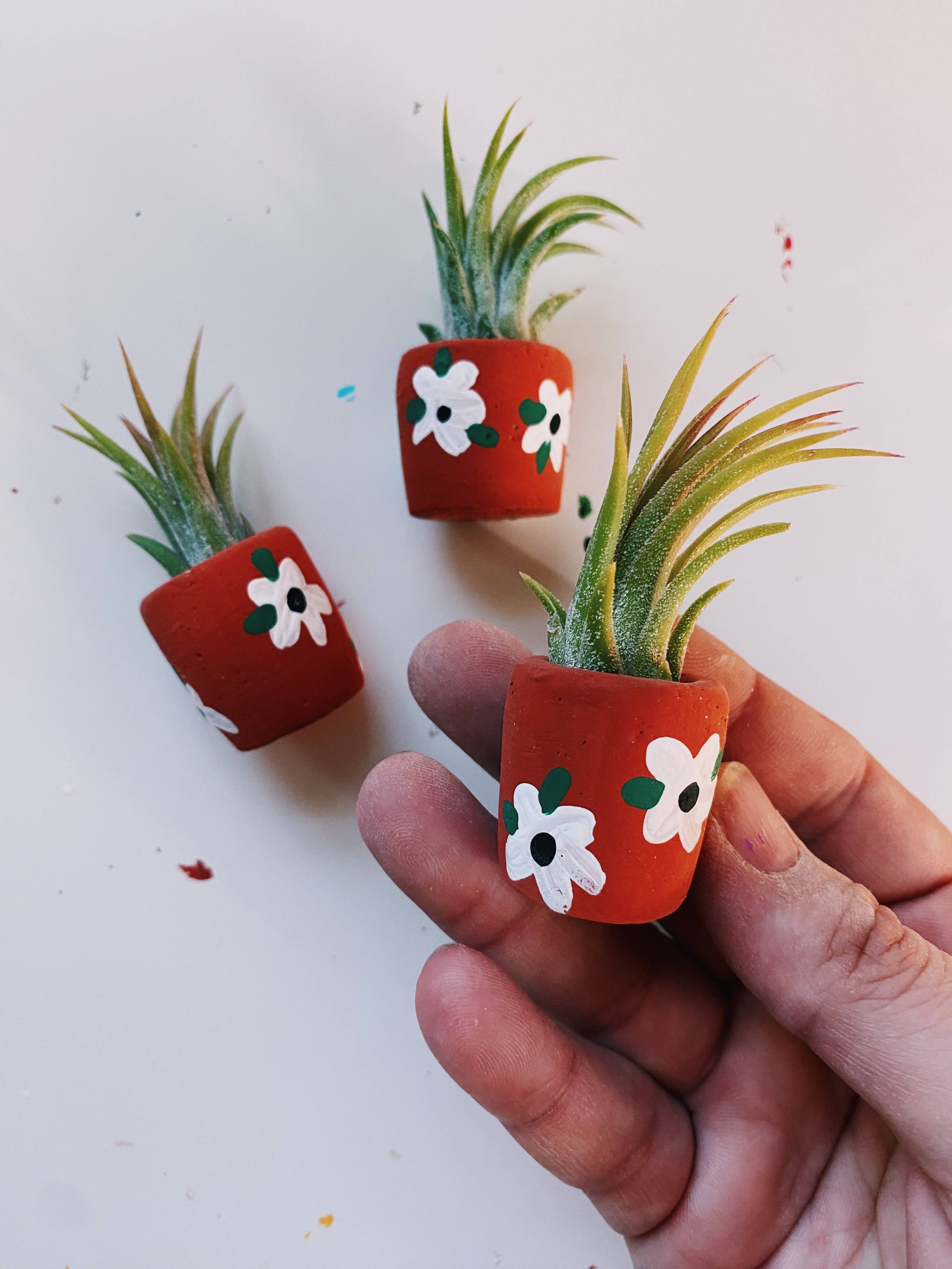 O'Berry's Succulents Air Plant Planters