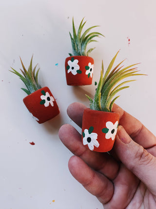 Buy anemone Mini Air Plant Planters