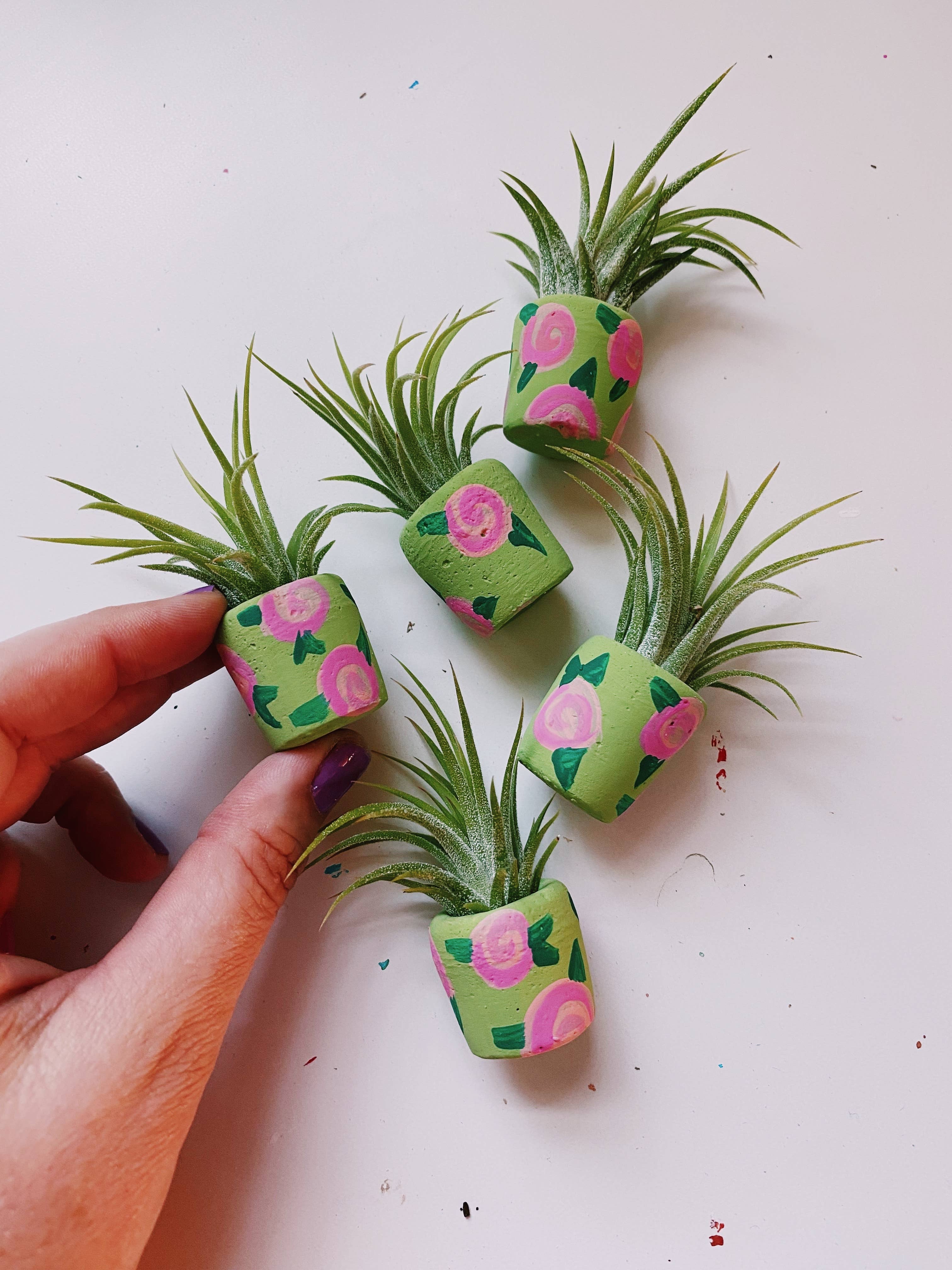 air plants and succulents O'Berry's Succulents Air Plant Planters